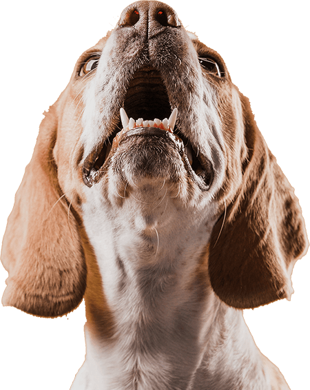 image-overlay-slide-1