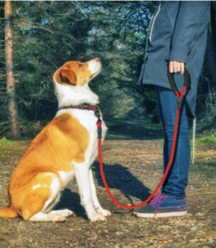 "Reflective Nylon Dog Leash for All Sizes"