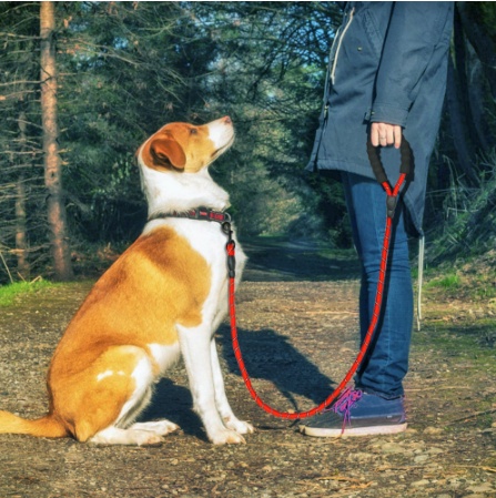 "Reflective Nylon Dog Leash for All Sizes"